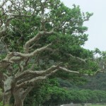DSCF4314